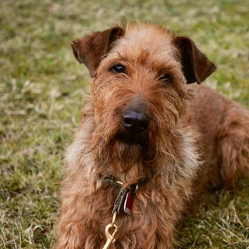 Irsk Terrier Hund Sælges Irsk Terrier Hund Sælges