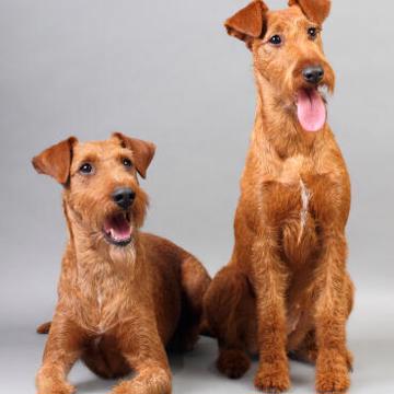 Dog Irish Terrier Two Beautiful Irish Terriers Sitting Neatly, Waiting For A Command